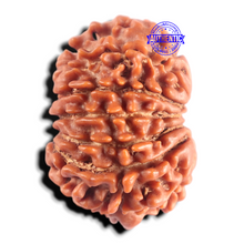 Load image into Gallery viewer, 13 Mukhi Nepalese Rudraksha - Bead No. 397