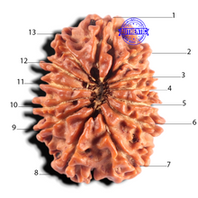 Load image into Gallery viewer, 13 Mukhi Nepalese Rudraksha - Bead No. 398