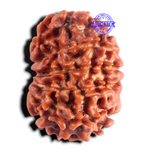 Load image into Gallery viewer, 13 Mukhi Nepalese Rudraksha - Bead No. 399