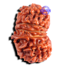 Load image into Gallery viewer, 13 Mukhi Ganesh Nepalese Rudraksha - Bead No. 400