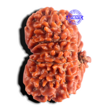 Load image into Gallery viewer, 13 Mukhi Ganesh Nepalese Rudraksha - Bead No. 400