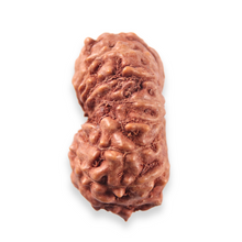 Load image into Gallery viewer, 13 Mukhi Indonesian Rudraksha - Bead No. 321