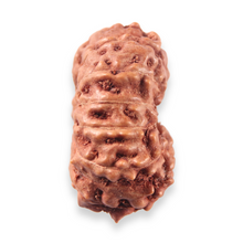 Load image into Gallery viewer, 13 Mukhi Indonesian Rudraksha - Bead No. 321