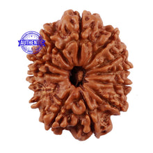 Load image into Gallery viewer, 13 Mukhi Nepalese Rudraksha - Bead No. 112