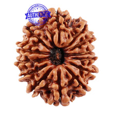 Load image into Gallery viewer, 13 Mukhi Nepalese Rudraksha - Bead No 119