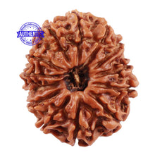 Load image into Gallery viewer, 13 Mukhi Nepalese Rudraksha - Bead No. 122