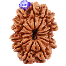 Load image into Gallery viewer, 13 Mukhi Nepalese Rudraksha - Bead No. 135