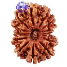 Load image into Gallery viewer, 13 Mukhi Nepalese Rudraksha - Bead No. 136
