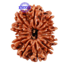 Load image into Gallery viewer, 13 Mukhi Nepalese Rudraksha - Bead No. 139