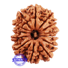 Load image into Gallery viewer, 13 Mukhi Nepalese Rudraksha - Bead No. 158