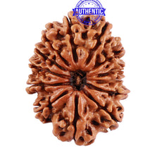 Load image into Gallery viewer, 13 Mukhi Nepalese Rudraksha - Bead No. 175