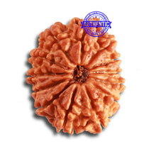Load image into Gallery viewer, 13 Mukhi Nepalese Rudraksha - Bead No. 325