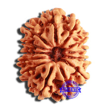 Load image into Gallery viewer, 13 Mukhi Nepalese Rudraksha - Bead No. 329