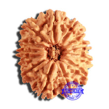 Load image into Gallery viewer, 13 Mukhi Nepalese Rudraksha - Bead No. 330