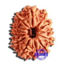 Load image into Gallery viewer, 13 Mukhi Nepalese Rudraksha - Bead No. 336