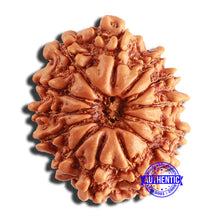Load image into Gallery viewer, 13 Mukhi Nepalese Rudraksha - Bead No. 345