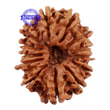 Load image into Gallery viewer, 13 Mukhi Nepalese Rudraksha - Bead No. 110