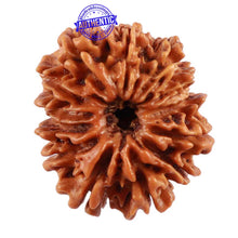 Load image into Gallery viewer, 13 Mukhi Nepalese Rudraksha - Bead No. 140