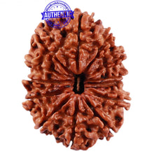 Load image into Gallery viewer, 13 Mukhi Nepalese Rudraksha - Bead No. 182