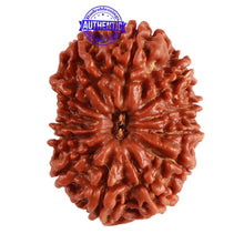 Load image into Gallery viewer, 13 Mukhi Nepalese Rudraksha - Bead No. 198