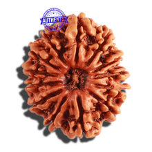 Load image into Gallery viewer, 13 Mukhi Nepalese Rudraksha - Bead No. 236