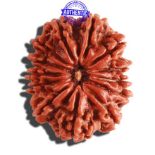 Load image into Gallery viewer, 13 Mukhi Nepalese Rudraksha - Bead No. 262