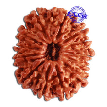Load image into Gallery viewer, 13 Mukhi Nepalese Rudraksha - Bead No. 272