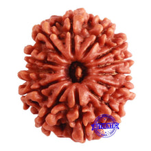 Load image into Gallery viewer, 13 Mukhi Nepalese Rudraksha - Bead No. 294
