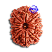 Load image into Gallery viewer, 13 Mukhi Nepalese Rudraksha - Bead No.311