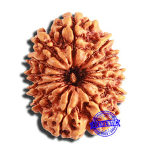 Load image into Gallery viewer, 13 Mukhi Nepalese Rudraksha - Bead No. 344
