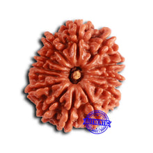 Load image into Gallery viewer, 13 Mukhi Nepalese Rudraksha - Bead No. 370