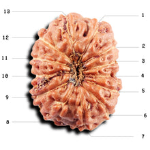 Load image into Gallery viewer, 13 Mukhi Indonesian Rudraksha - Bead No 262