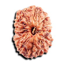 Load image into Gallery viewer, 13 Mukhi Indonesian Rudraksha - Bead No 262