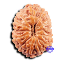 Load image into Gallery viewer, 13 Mukhi Indonesian Rudraksha - Bead No 263