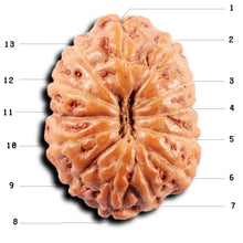Load image into Gallery viewer, 13 Mukhi Indonesian Rudraksha - Bead No 263