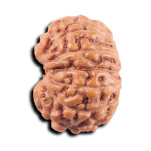 Load image into Gallery viewer, 13 Mukhi Indonesian Rudraksha - Bead No 263