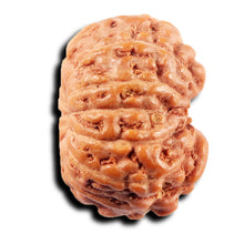 Load image into Gallery viewer, 13 Mukhi Indonesian Rudraksha - Bead No 263