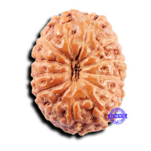 Load image into Gallery viewer, 13 Mukhi Indonesian Rudraksha - Bead No 264