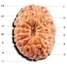 Load image into Gallery viewer, 13 Mukhi Indonesian Rudraksha - Bead No 264