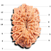 Load image into Gallery viewer, 13 Mukhi Indonesian Rudraksha - Bead No 265