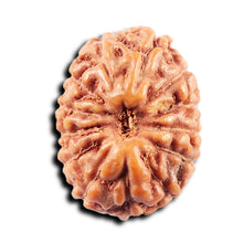 Load image into Gallery viewer, 13 Mukhi Indonesian Rudraksha - Bead No 264