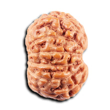 Load image into Gallery viewer, 13 Mukhi Indonesian Rudraksha - Bead No 264