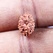 Load image into Gallery viewer, 13 Mukhi Indonesian Rudraksha - Bead No 266