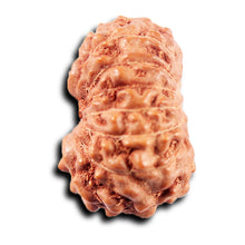 Load image into Gallery viewer, 13 Mukhi Indonesian Rudraksha - Bead No 266