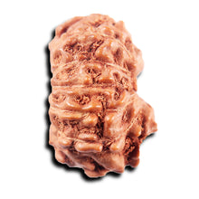 Load image into Gallery viewer, 13 Mukhi Indonesian Rudraksha - Bead No 266
