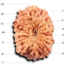 Load image into Gallery viewer, 13 Mukhi Indonesian Rudraksha - Bead No 267