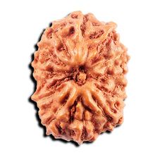 Load image into Gallery viewer, 13 Mukhi Indonesian Rudraksha - Bead No 267