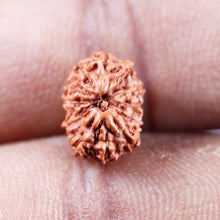 Load image into Gallery viewer, 13 Mukhi Indonesian Rudraksha - Bead No 267