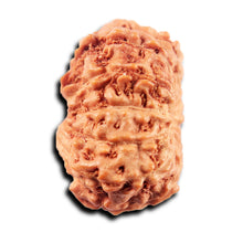 Load image into Gallery viewer, 13 Mukhi Indonesian Rudraksha - Bead No 267