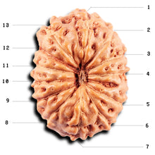 Load image into Gallery viewer, 13 Mukhi Indonesian Rudraksha - Bead No. 268